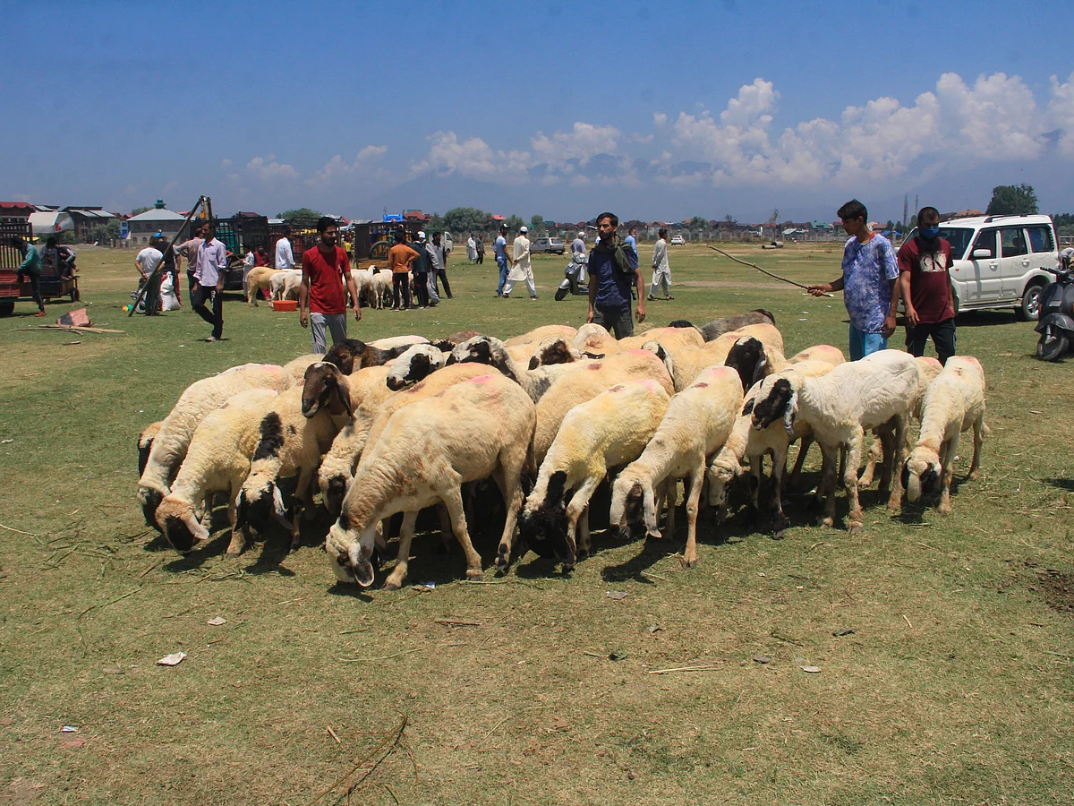 Sheep are kept for sale at a market ahead of the Muslim festival Eid al-Adha, in Srinagar, Saturday, July 18, 2021.