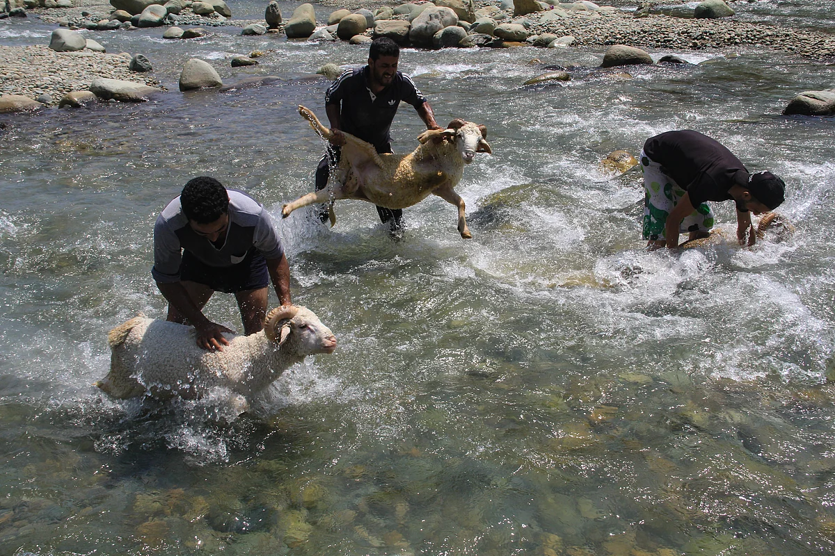 Kashmiri men wash their sheeps near a stream ahead of Muslim holy festival Eid-Al-Adha (Feast of Sacrifice) in Srinagar, Kashmir on July, 18, 2021.