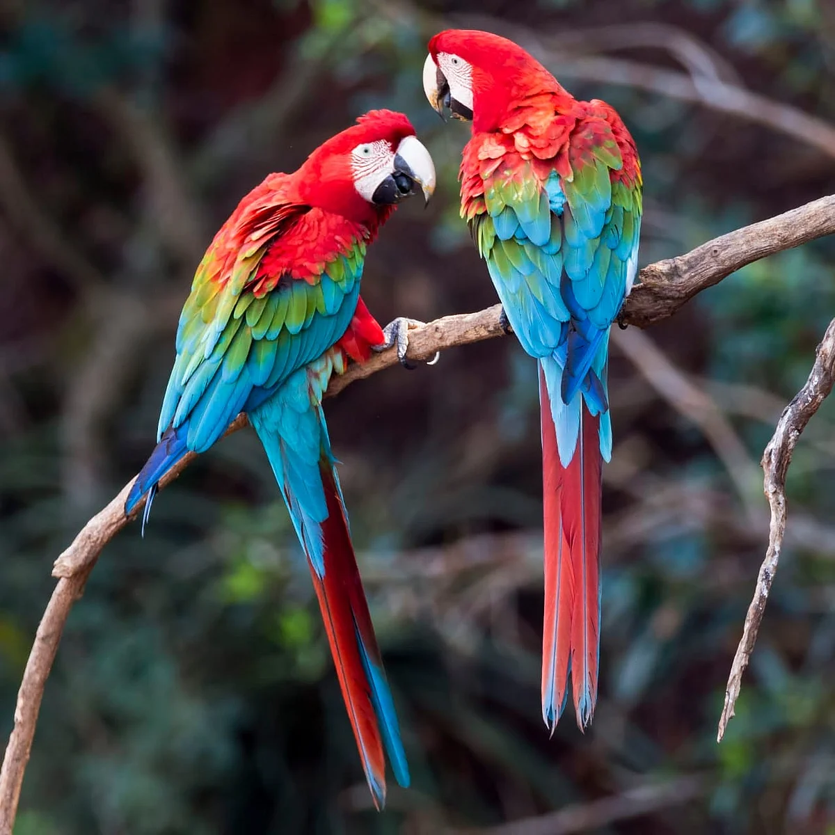 Green-winged Macaw, the new addition to city zoo bird aviary soon.