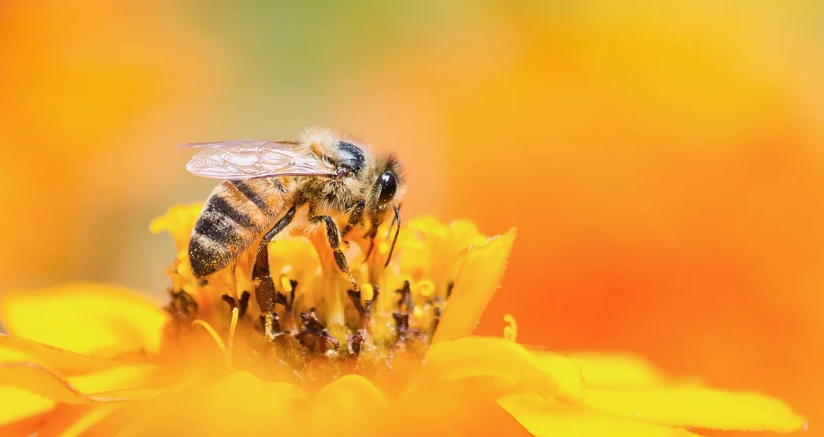 From boosting immunity to alleviating stress, here are the many benefits of including bee pollen in your diet