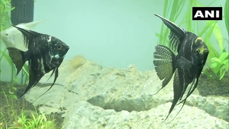 In pics: India's first tunnel aquarium opens at KSR Bengaluru railway station