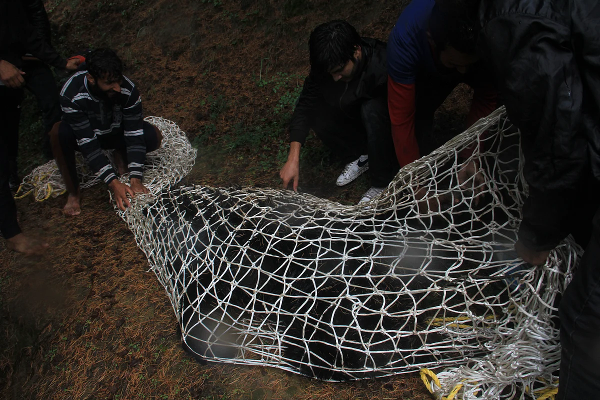 Locals and officials from the Wildlife department tie up the tranquilised bear who strayed into the Dardpora village in northern Kashmir's Baramulla district on July 13, 2021.