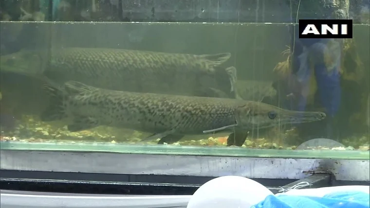 In pics: India's first tunnel aquarium opens at KSR Bengaluru railway station