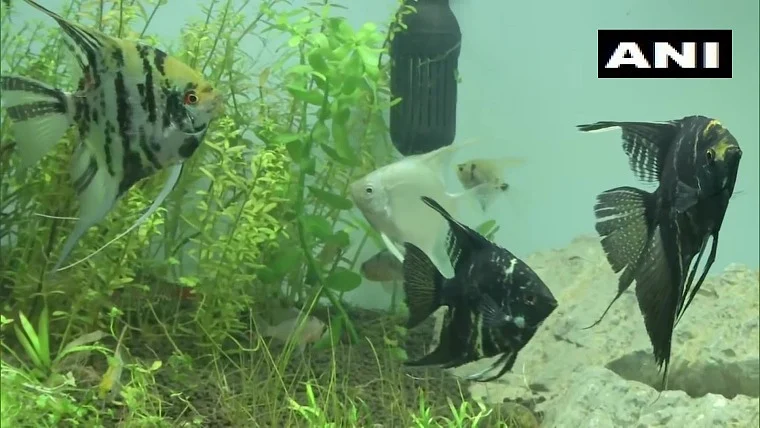 In pics: India's first tunnel aquarium opens at KSR Bengaluru railway station