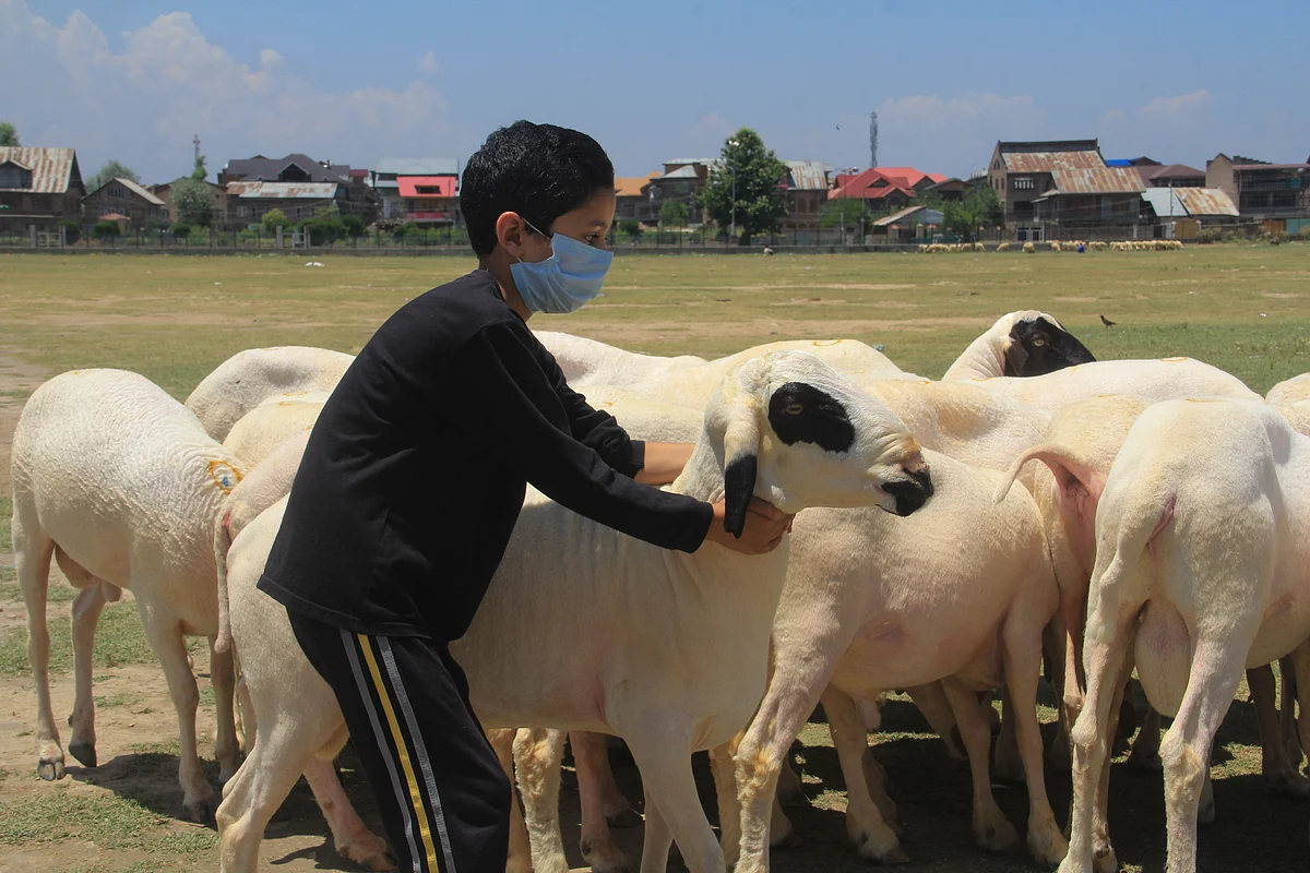 A child holds a sheep displayed at a market ahead of the upcoming festival Eid al-Adha in Srinagar, Saturday, July 18, 2021.