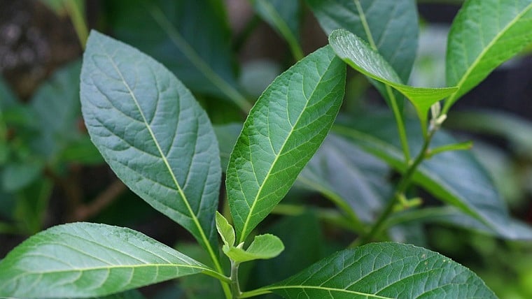 This 'leafy' solution for diabetes has many takers