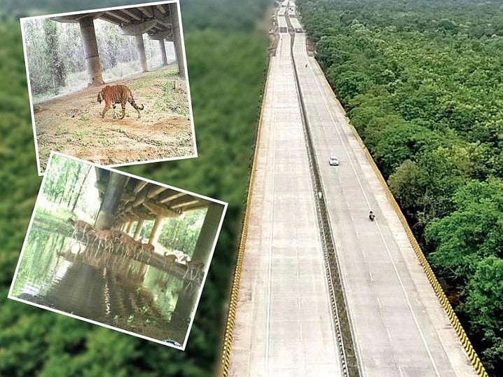 Nagpur-Mumbai Samruddhi Mahamarg: Over Rs 300 crore will be spent for protection of wildlife 