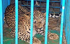 Leopard trapped by forest officials near Chandrapur