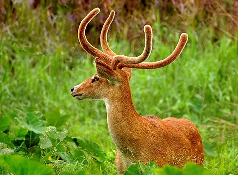 Brow antlered deer at Keibul Lamjao National Park<br />Picture Credits: iamlark.wordpress.com