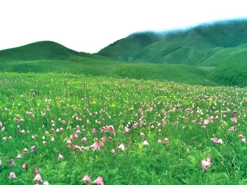 Dzuko Lily<br />Picture credits: www.sanctuaries.indiacom