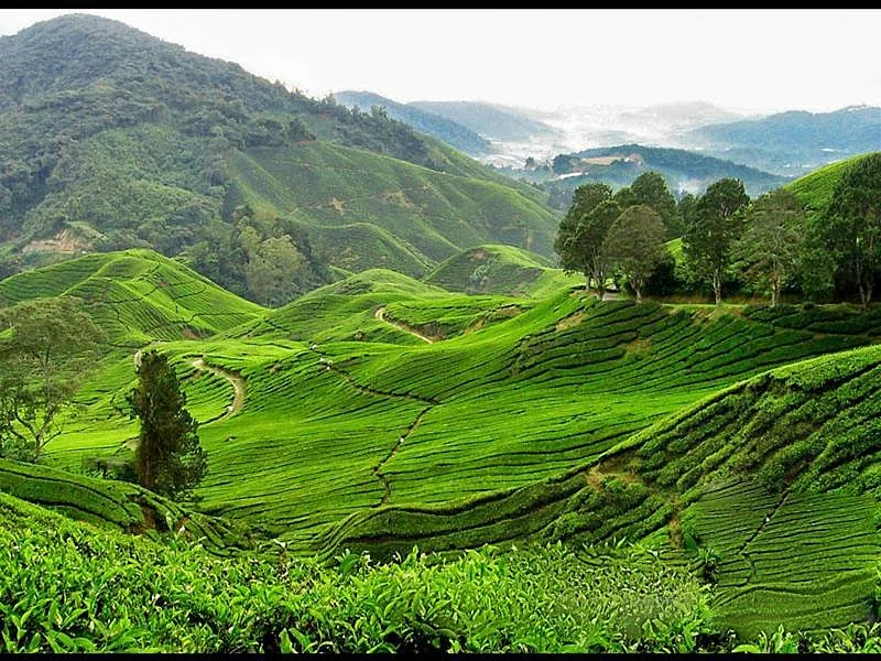 Nillai Tea Estate at Ukhrul<br />Picture credits: plus.google.com