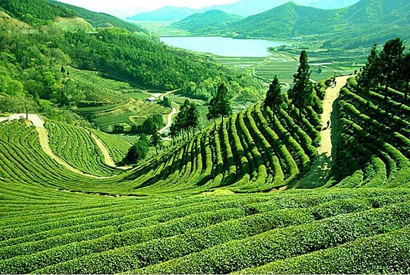 Tea fields of Darjeeling<br />Picture credits: www.ramaniholidays.com