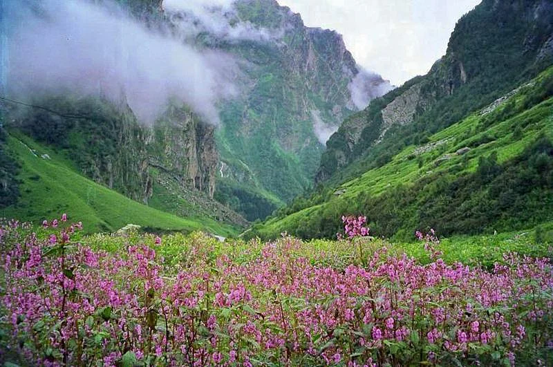 Valley of Flowers<br />Picture credits: www.walkthroughindia.com