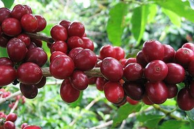 Discover the ‘Coffee States’ of India