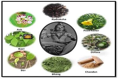 Thiruneetru Pachai In English Thiruneetru Pachai In English