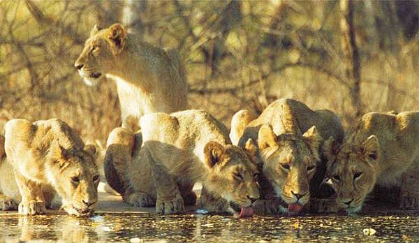 Lion spotting in Gir Forests