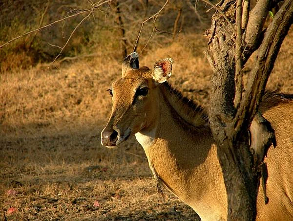 Lion spotting in Gir Forests