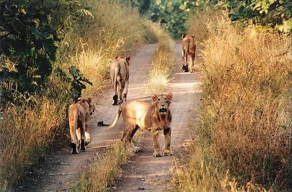 Lion spotting in Gir Forests
