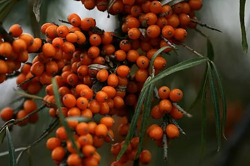 Sea Buckthorn: All you need to know about this tiny Tibetan berry