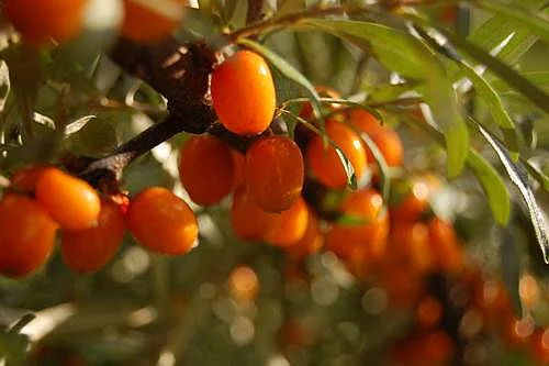 Sea Buckthorn: All you need to know about this tiny Tibetan berry