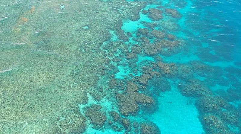 Weed-like algae rapidly killing corals of Great Barrier Reef