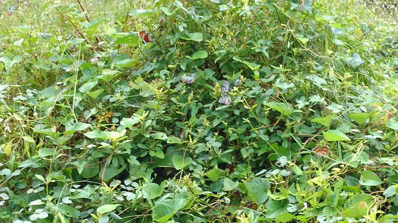 A host of dazzling butterflies at the garden
