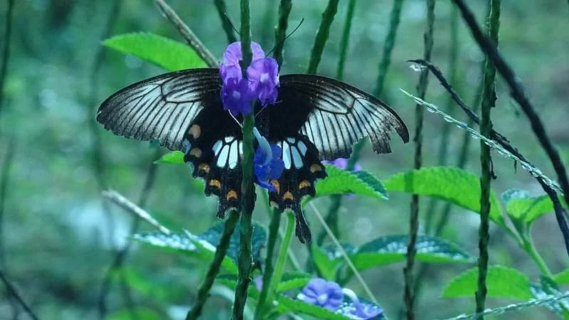 A species of butterfly