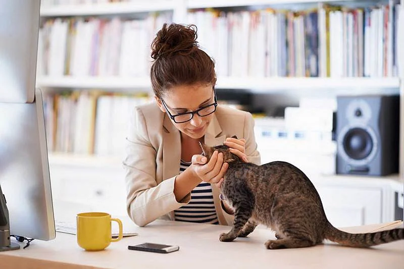 Expert tips to take care of your pets during monsoon