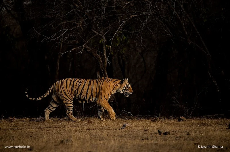 Ranthambhore