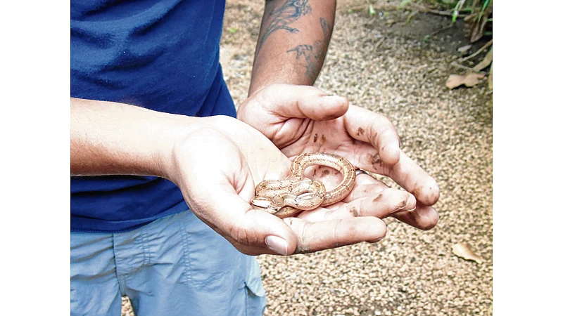 Finding & rescuing flood-hit fauna