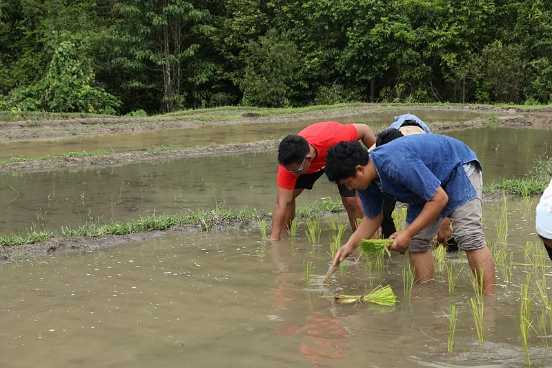 Rice planting with the hill tribes