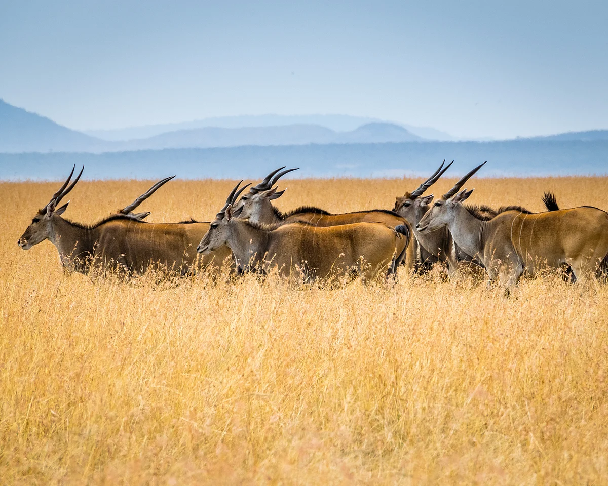 Gazelles, Hwangee National Park