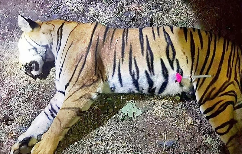 Photo by Handout / MAHARASHTRA FOREST DEPARTMENT / AFP