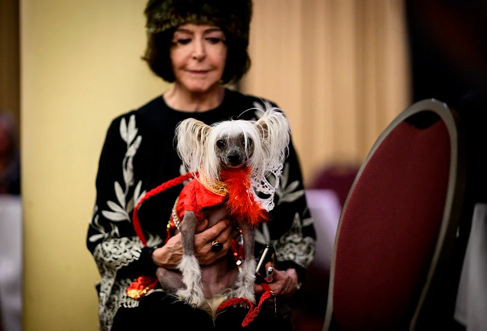 It’s Pawsome! All pictures from New York Pet Fashion Show 2019