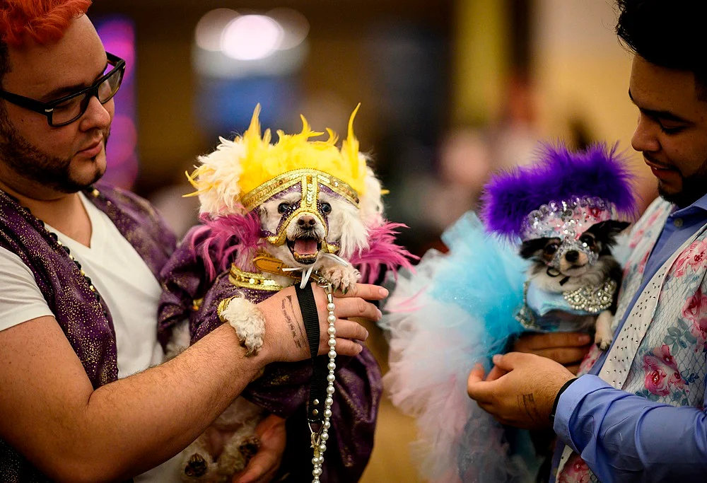 It’s Pawsome! All pictures from New York Pet Fashion Show 2019