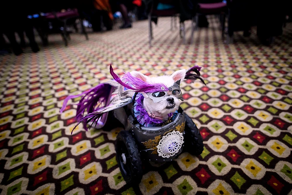 It’s Pawsome! All pictures from New York Pet Fashion Show 2019