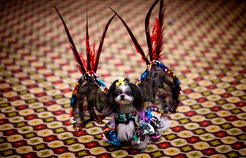 It’s Pawsome! All pictures from New York Pet Fashion Show 2019