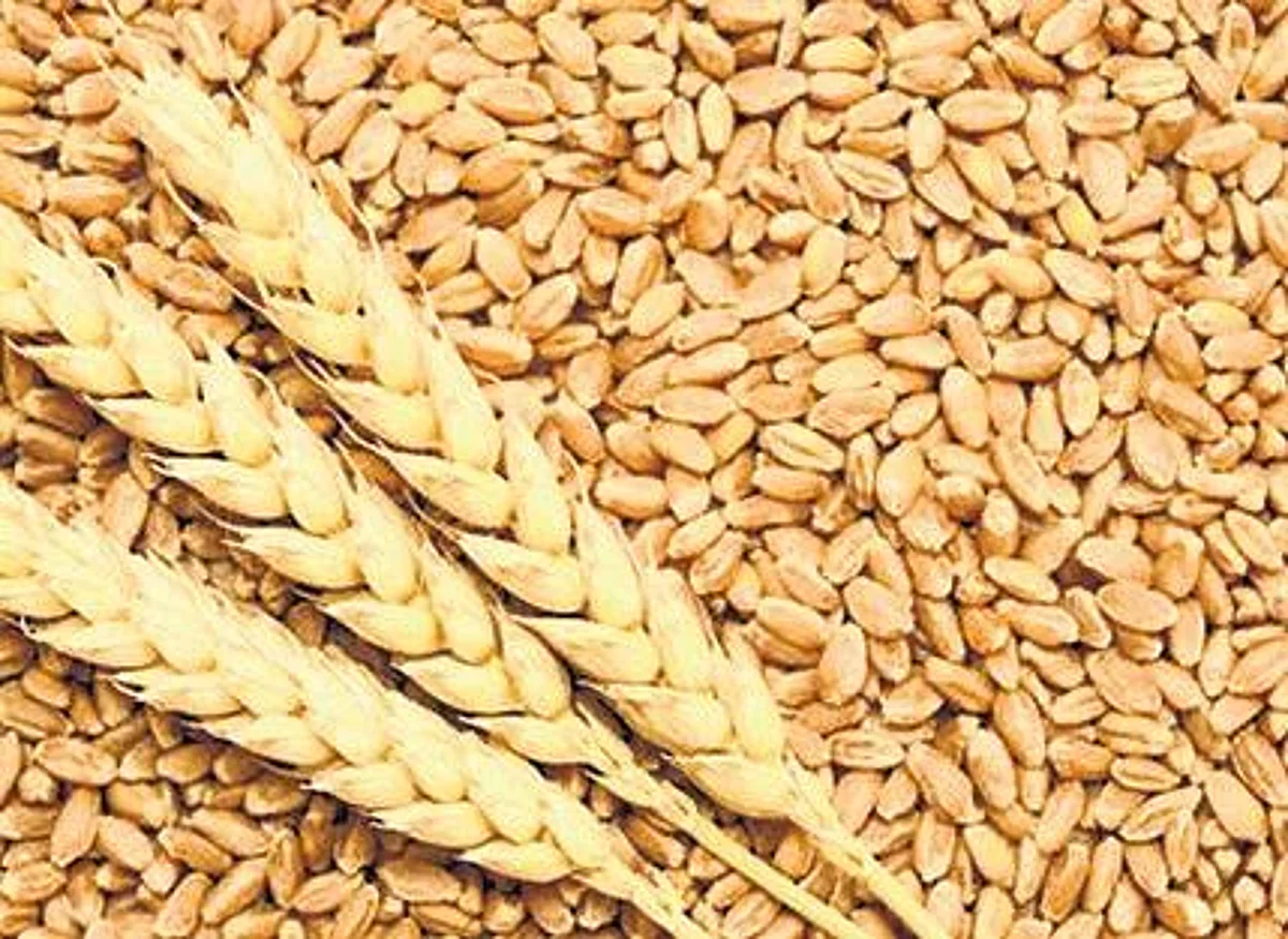 भारताने केली मोठ्या प्रमाणात गव्हाची निर्यात