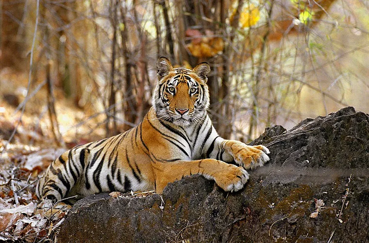 अंधारी व्याघ्र प्रकल्पातील १७ वर्षीय ‘वाघडोह’ या वाघाचा मृत्यू
