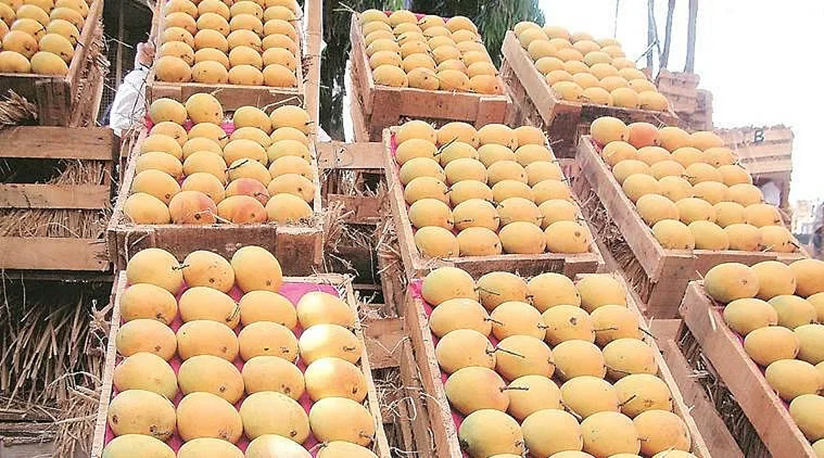 १७५ टन आंब्यावर विकिरण प्रक्रिया करून अमेरिकेला रवाना