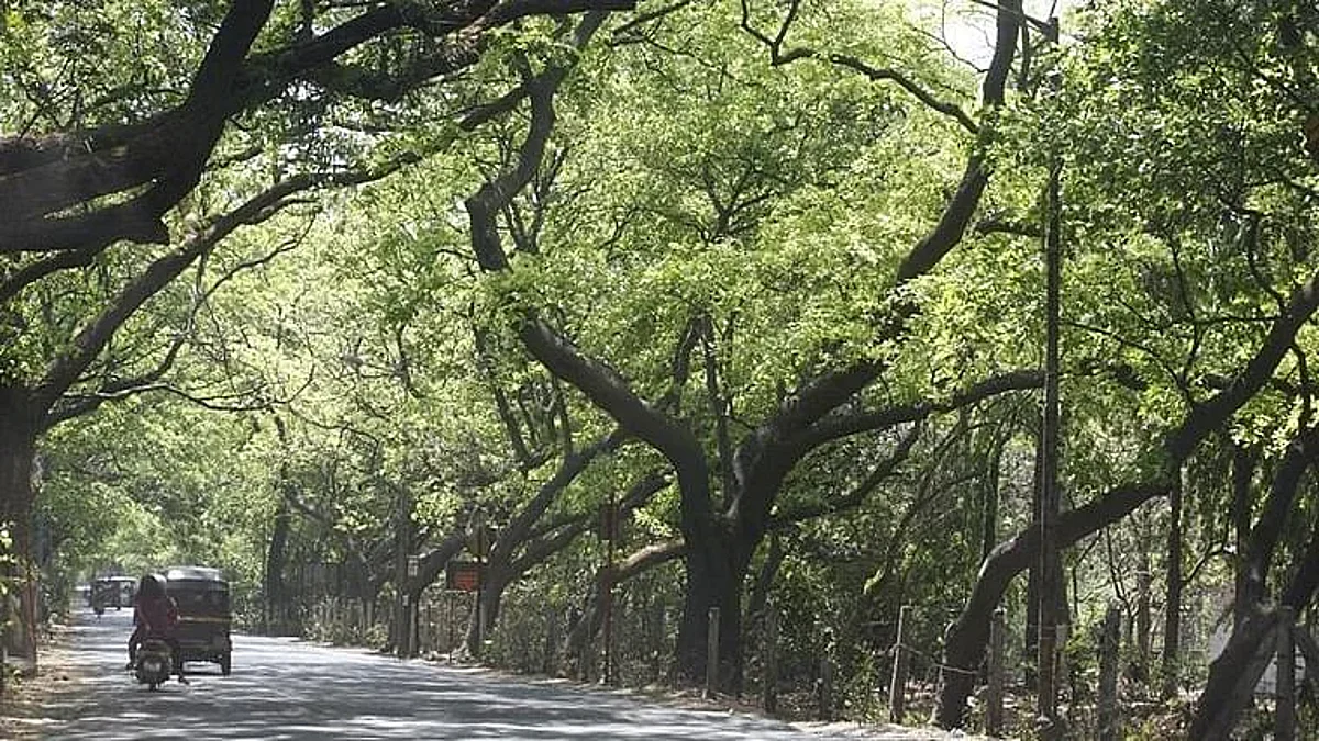 मुंबईत ‘शहरी जंगल’ उभारणीचा प्रयोग केला जाणार