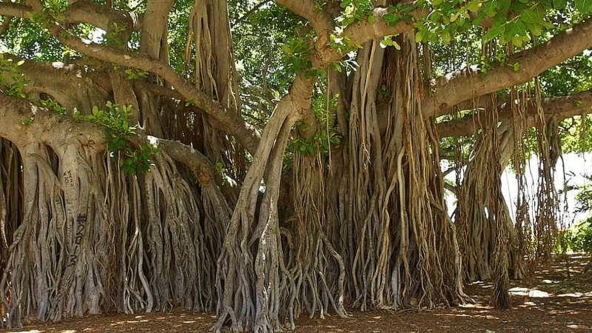 वडाच्या झाडाची फांदी कापणाऱ्यांवर कारवाई होणार