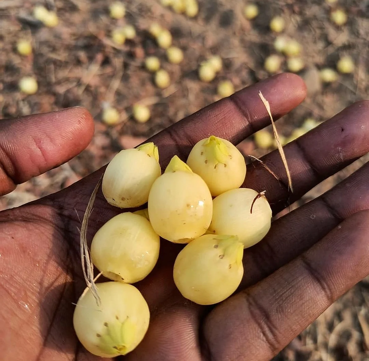 राज्य शासनाच्या नवीन धोरणानुसार मोहफुलातून मिळणार योग्य हमीभाव