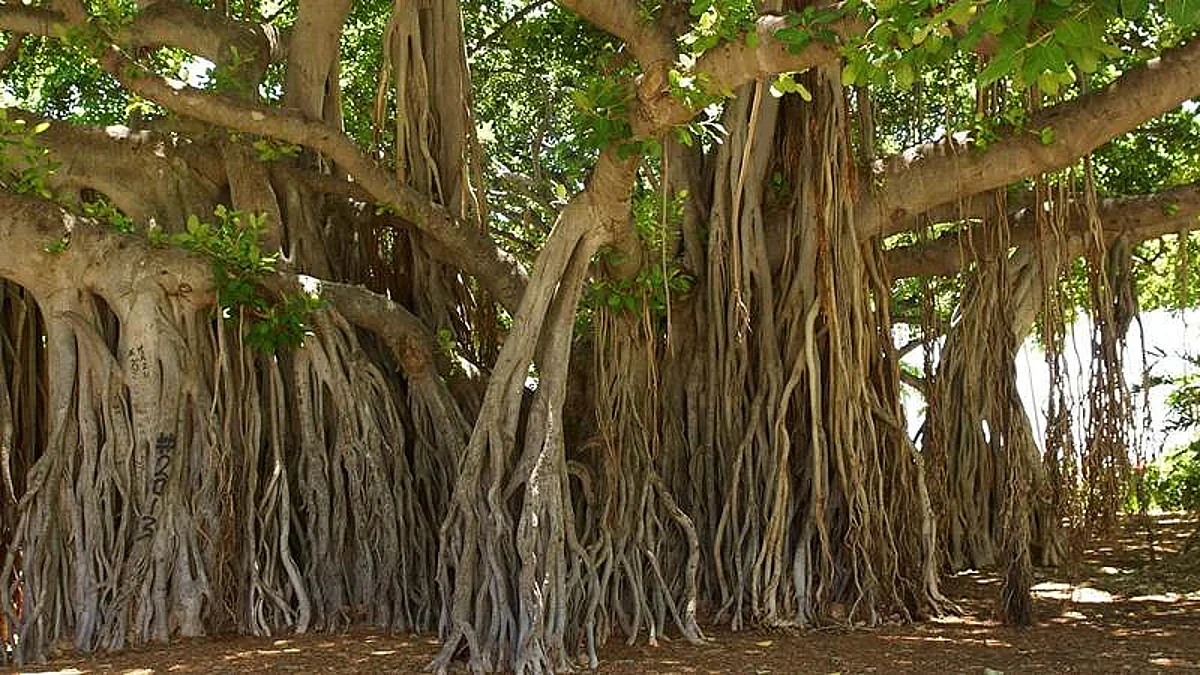 वटपौर्णिमेला वडाच्या झाडाच्या फांद्या कापण्यास बंदी