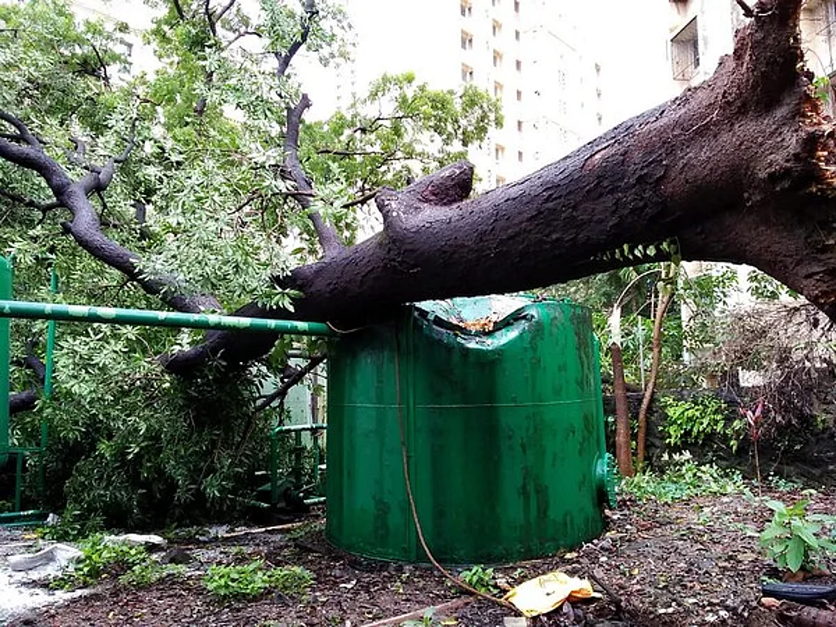 मुंबईतील झाडे व झाडांच्या फांद्या धोकादायक अवस्थेत