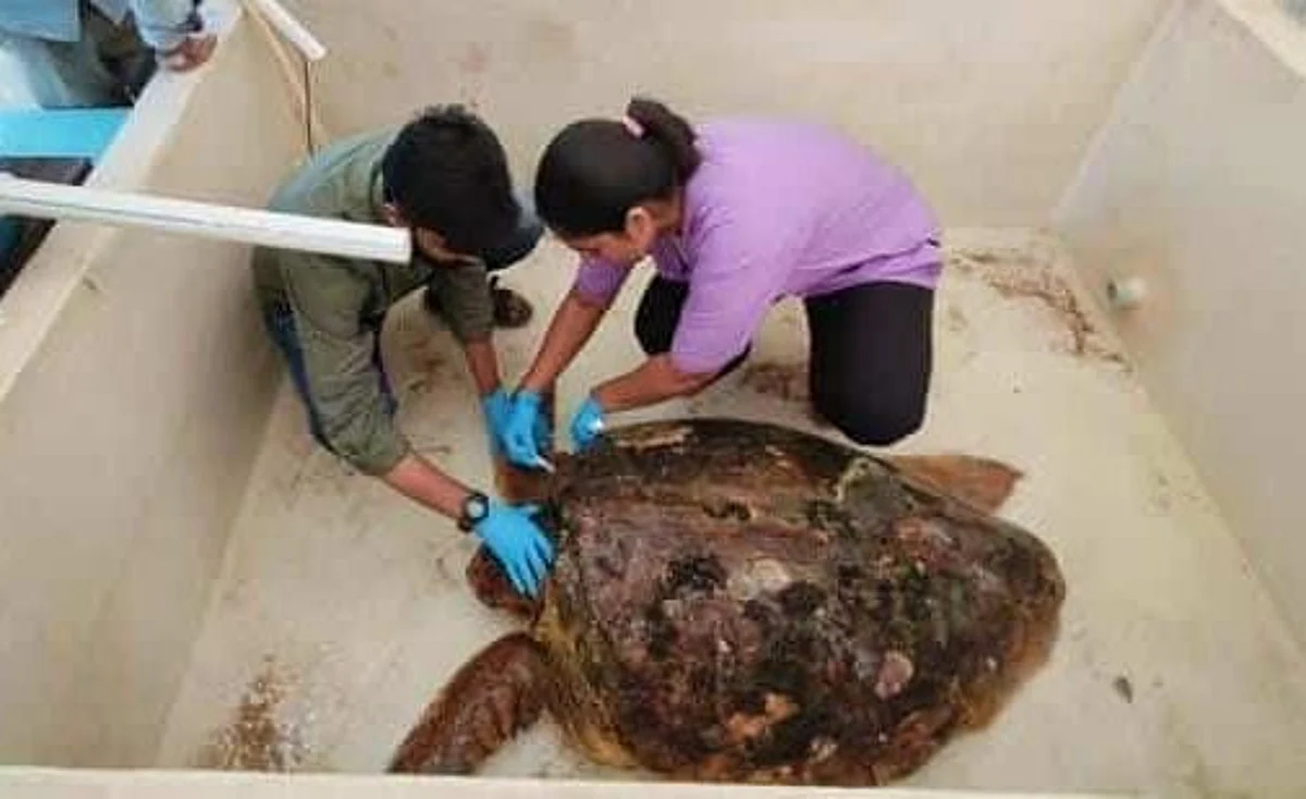 मढ बेटावर अडकलेल्या कासवाच्या फुफ्फुस संसर्गावर उपचार सुरू