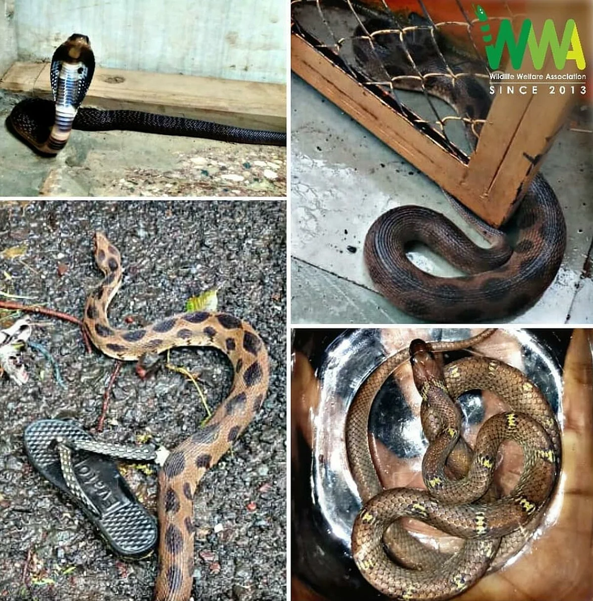 नागपंचमीनिमित्त पूजा नाही, तर साप संवर्धनाची गरज!