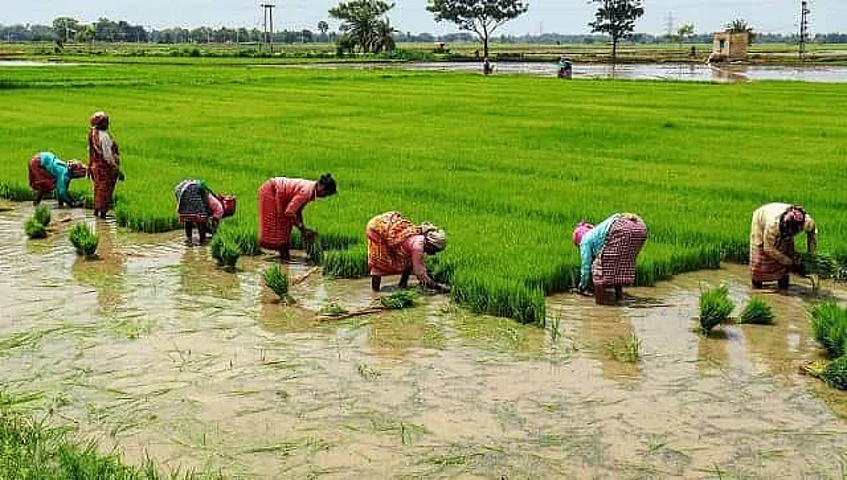 राज्यात खरीप हंगामातील एकूण ९५ टक्के क्षेत्रावर पेरण्या पूर्ण