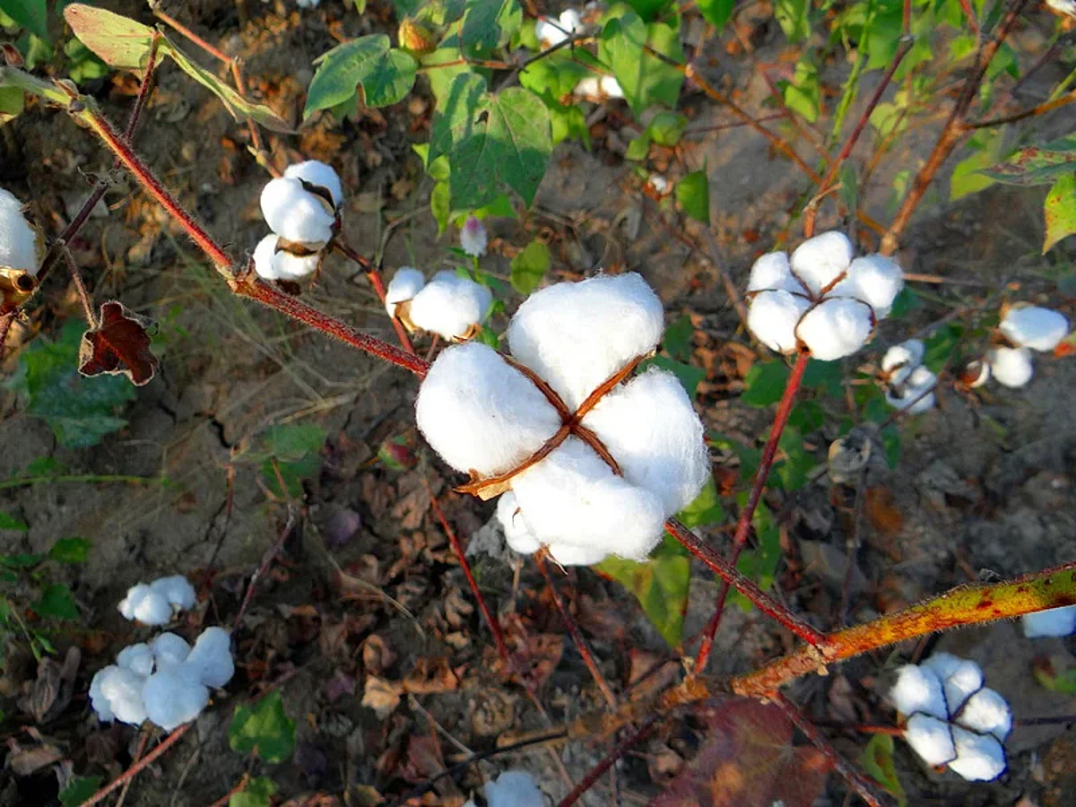 कापसाचे दर वाढल्याने पॉलिस्टर वापरावर भर