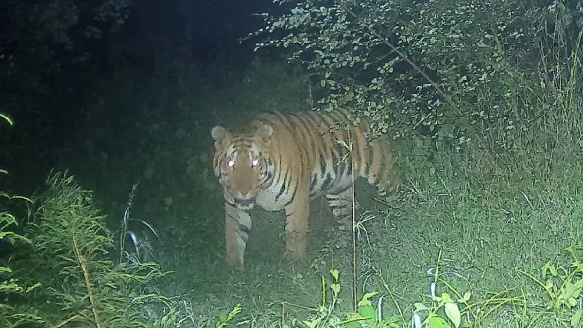१३ जणांचा बळी घेणाऱ्या नरभक्षक वाघ अखेर जेरबंद